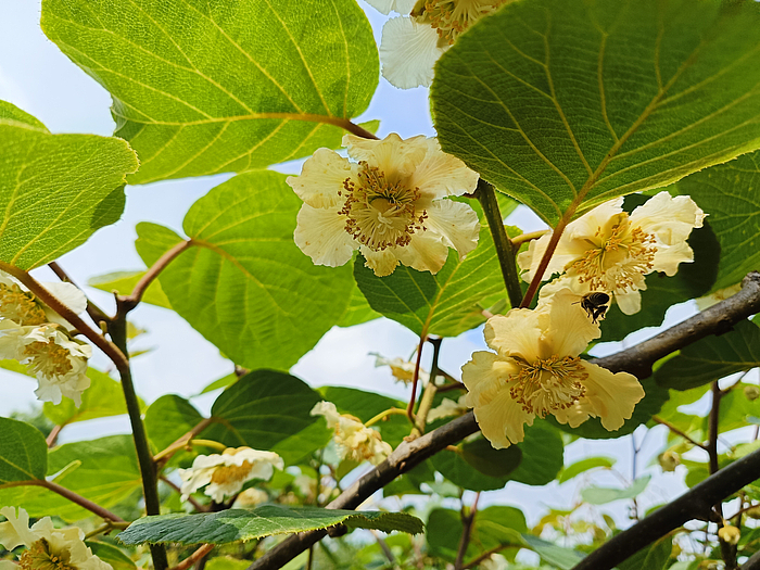 獼猴桃花期.jpg